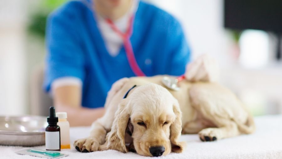 chien chez le vétérinaire pris en charge par l'assurance pour chien et chat