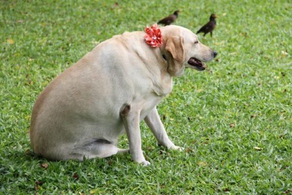 Mon chien est-il obèse ? Causes et conséquences