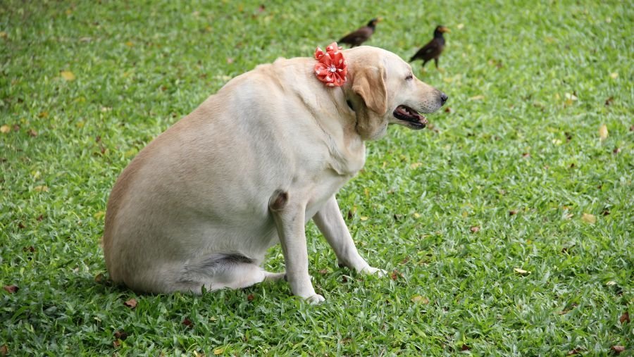 Mon chien est-il obèse ? Causes et conséquences