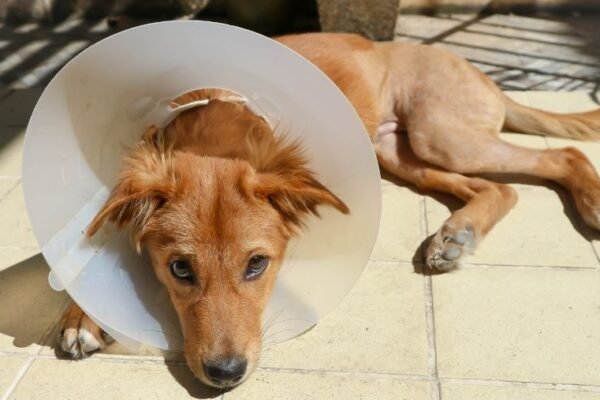 Que faire si mon chien a un accident en vacances ?