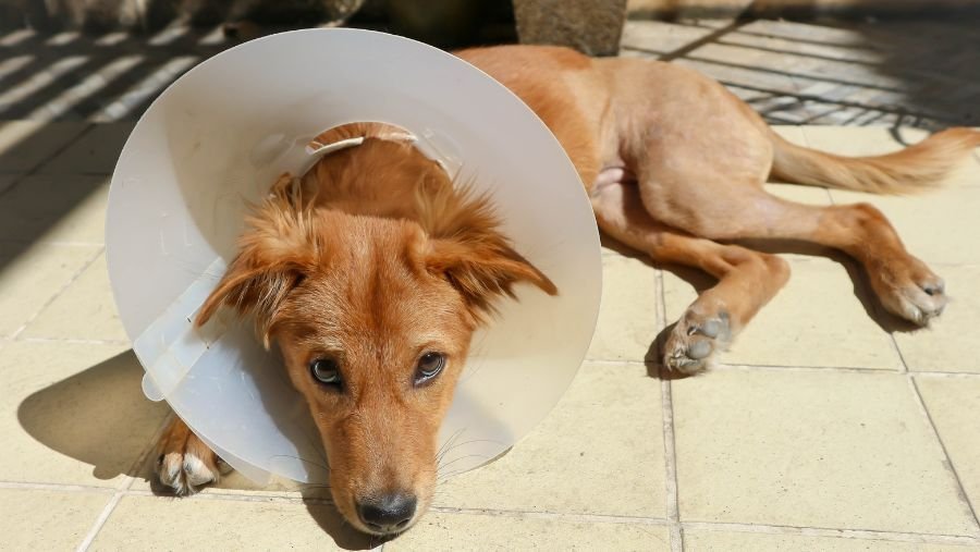 Que faire si mon chien a un accident en vacances ?