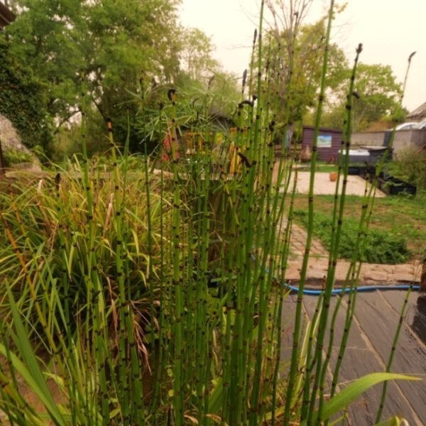 Jardin au Gite Ô & Terre à Dormelles en Seine-et-Marne à l'Île-de-France