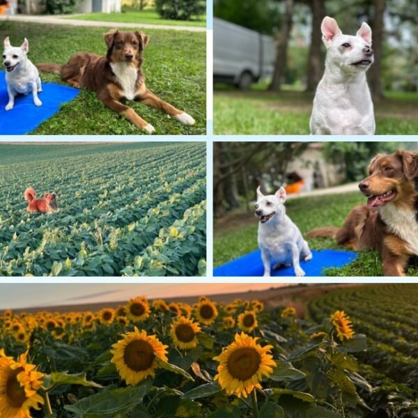 Chiens acceptés au Camping Au Gré du Vent à Taybosc en Gers en Occitanie