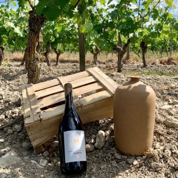Vin au Domaine du Vieux Pressoir à Vaudelnay en Maine-et-Loire dans le Pays de la Loire