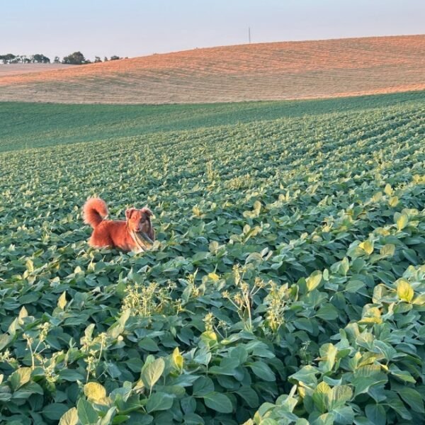 Chiens acceptés au Camping Au Gré du Vent à Taybosc en Gers en Occitanie