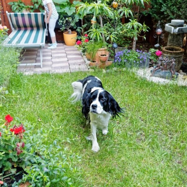 Chiens acceptés au gite Les Herbes Maritimes à Hirel en Ille-et-Vilaine en Bretagne