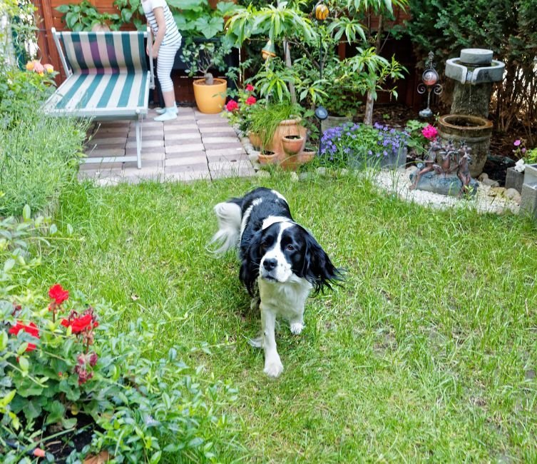 Chiens acceptés au gite Les Herbes Maritimes à Hirel en Ille-et-Vilaine en Bretagne