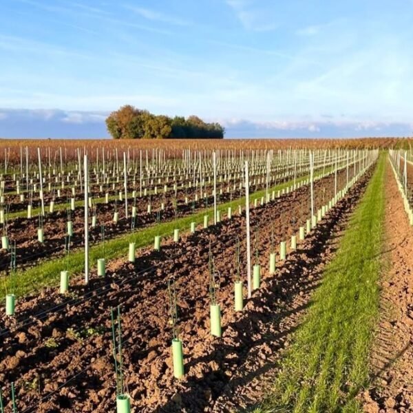 Vignoble au Domaine du Vieux Pressoir à Vaudelnay en Maine-et-Loire dans le Pays de la Loire