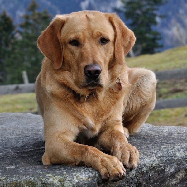 Chiens acceptés à Le Chalet en Valorbiquet à Calvados en Normandie