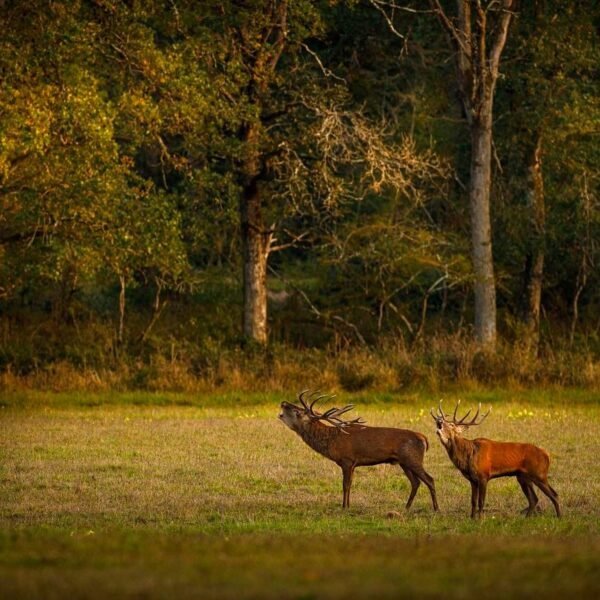 Animaux dans la forêt de Sologne près de à l'Hôtel Relais de la Loire près de Chambord dans le Val de Loire