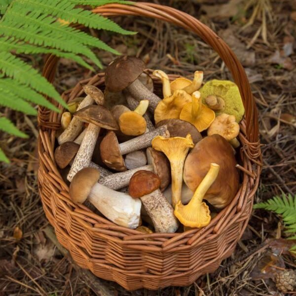 Champignons récoltés près du Camping l'Echappée Verte à Pleaux dans le Cantal en Auvergne