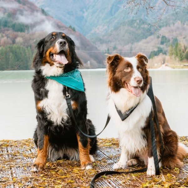 Chien en promenade proche du site Les Maisons de la Glappaz à Mégevette en Haute Savoie dans l'Auvergne-Rhône-Alpes