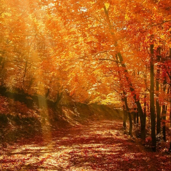 Camping l'Echappée Verte 3*