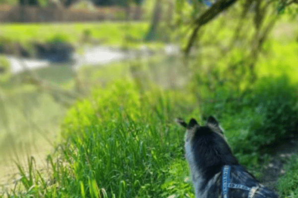 DOGGIEAventure