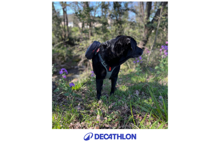 sac de bat pour chien
