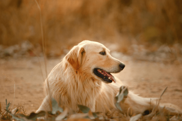 Longwy : une destination accessible aux chiens