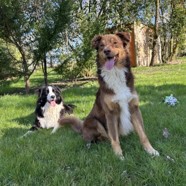 Chiens acceptés au Camping Au Gré du Vent à Taybosc en Gers en Occitanie