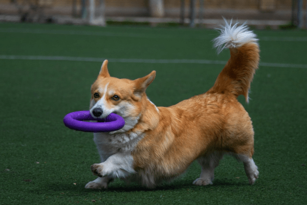 Ini’s Dog