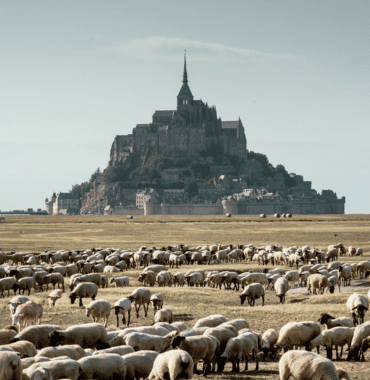 Mont-Saint-Michel in the Manche and its sheep during the Vélomaritime with your dog © Xavier Lachenaud - Attitude Manche