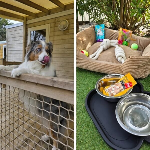 Chiens acceptés avec cadeau au Camping Sea Green Le Paradis à Talmont-Saint-Hilaire en Vendée dans le Pays de la Loire