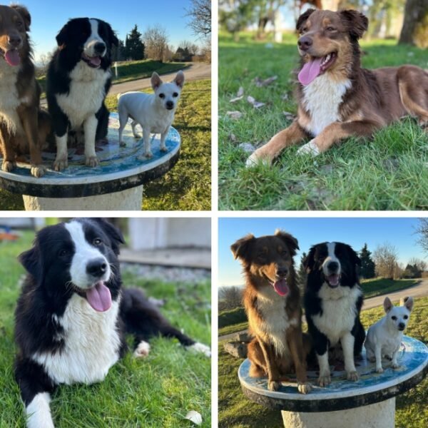 Chiens acceptés au Camping Au Gré du Vent à Taybosc en Gers en Occitanie