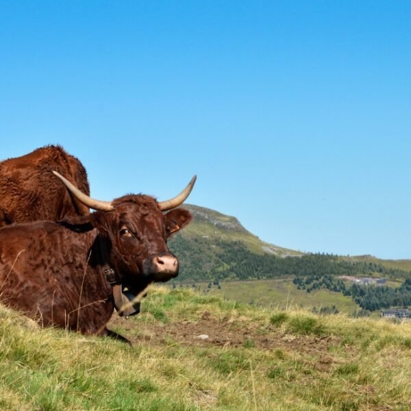 Vaches sur le plateau de Salers près du Camping l'Echappée Verte à Pleaux dans le Cantal en Auvergne