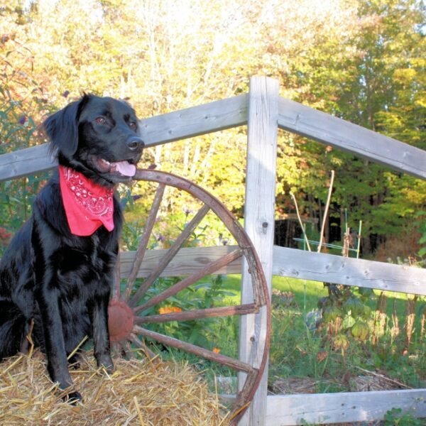 Chien en vacances au Camping l'Echappée Verte à Pleaux dans le Cantal en Auvergne