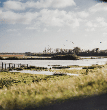 Cycling in a reserve with birds and marshes in the Manche with a dog © Xavier Lachenaud - Attitude Manche