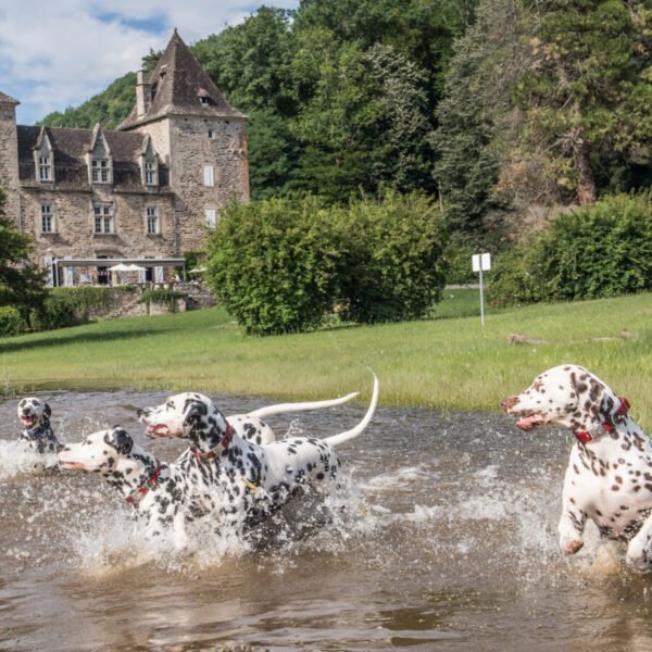 Chiens dans l'eau au Camping Sea Green Le Gibanel à Argentat à Corrèze en Nouvelle-Aquitaine