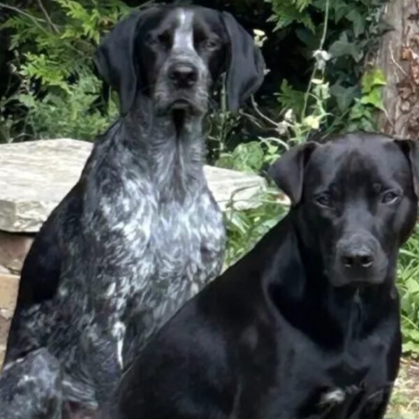 Chiens acceptés au Camping Caravaning des 4 Vents à Crèvecœur-en-Brie en Seine-et-Marne en Île-de-France
