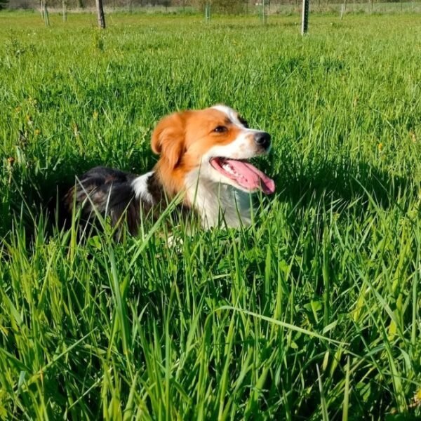 Chiens acceptés au Gîte Malva du Domaine d’Olt à Balaguier-d'Olt à l’Aveyron en Occitanie