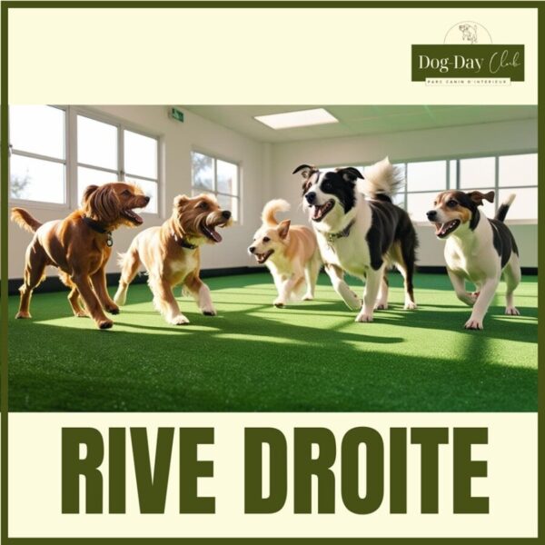 Dog Day Club 33, Centre de loisirs pour chiens, Pension, Garderie et Education canine à coté de Bordeaux en Gironde