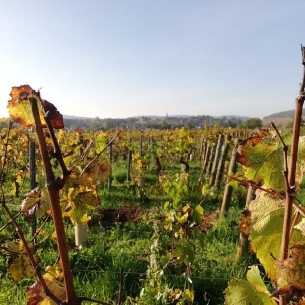 Viticole au Vignoble Domaine Ninot à Rully en Saône-et-Loire en Bourgogne-Franche-Comté