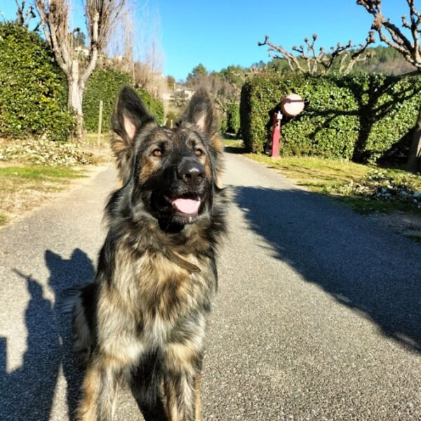 Chiens acceptés au Camping Le Pastural en Ardèche près de Vals les Bains à Ucel
