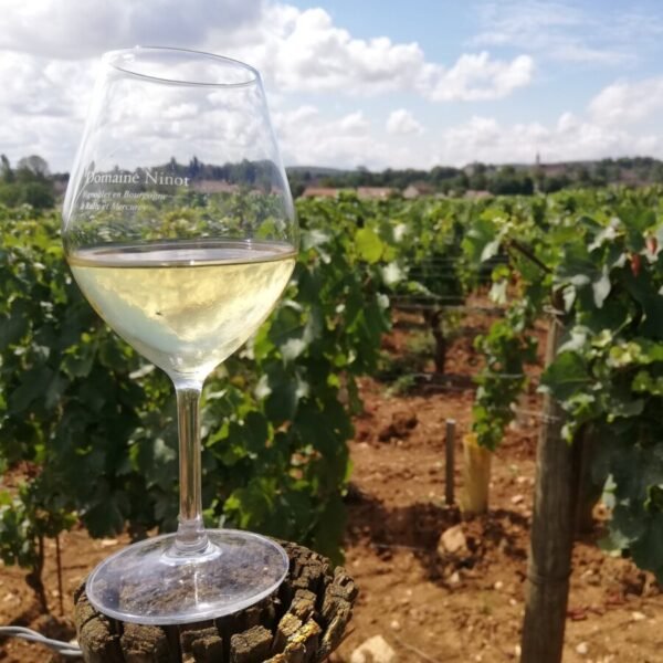 Vins et viticole au Vignoble Domaine Ninot à Rully en Saône-et-Loire en Bourgogne-Franche-Comté