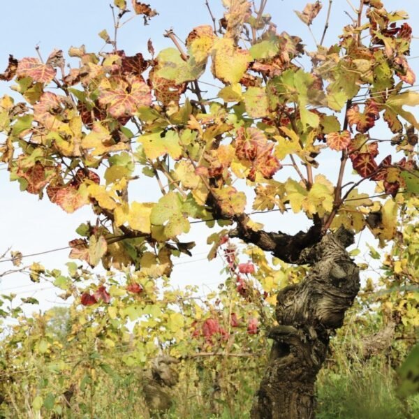 Arbre au Vignoble Domaine Ninot à Rully en Saône-et-Loire en Bourgogne-Franche-Comté