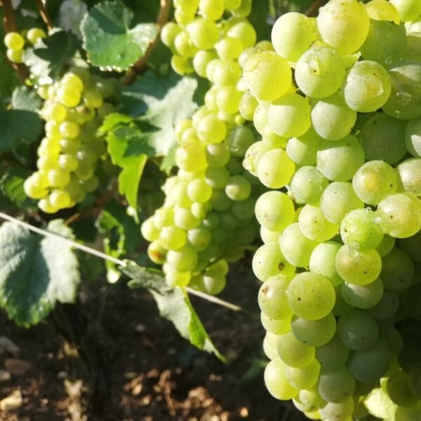 Raisins au Vignoble Domaine Ninot à Rully en Saône-et-Loire en Bourgogne-Franche-Comté