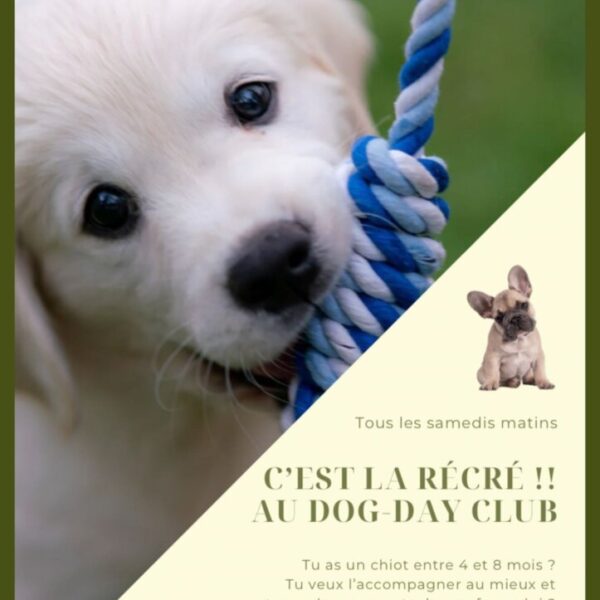 Les chiots à la garderie canine du Dog Day Club 33, Centre de loisirs pour chiens, Pension, Garderie et Education canine à coté de Bordeaux en Gironde