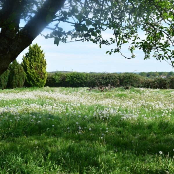 Champ fleuri à la campagne près du Gite Traitsanes en Berry dans le Cher en Centre Val de Loire