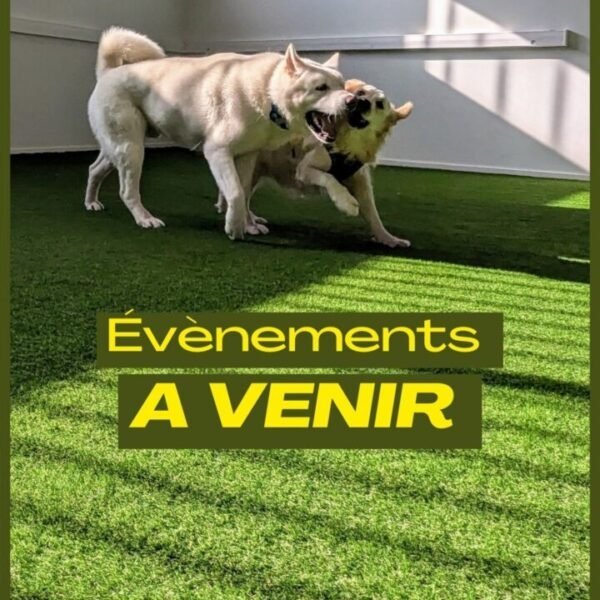 Evènements à venir au Dog Day Club 33, Centre de loisirs pour chiens, Pension, Garderie et Education canine à coté de Bordeaux en Gironde