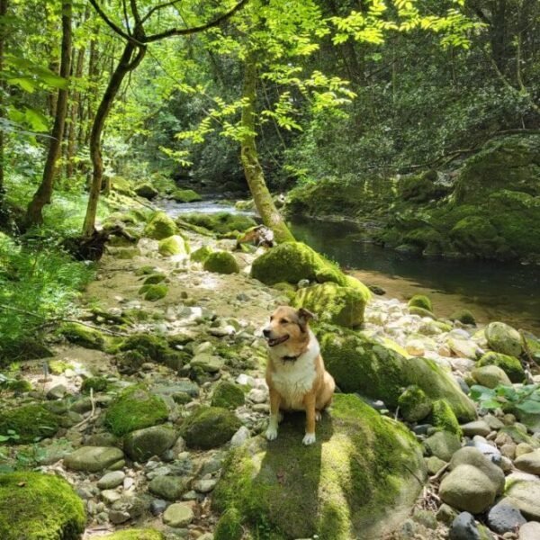 Chien au bord de la rivière proche du Camping Le Pastural en Ardèche près de Vals les Bains à Ucel