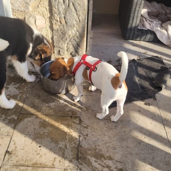 Chiens acceptés au Gîte Malva du Domaine d’Olt à Balaguier-d'Olt à l’Aveyron en Occitanie