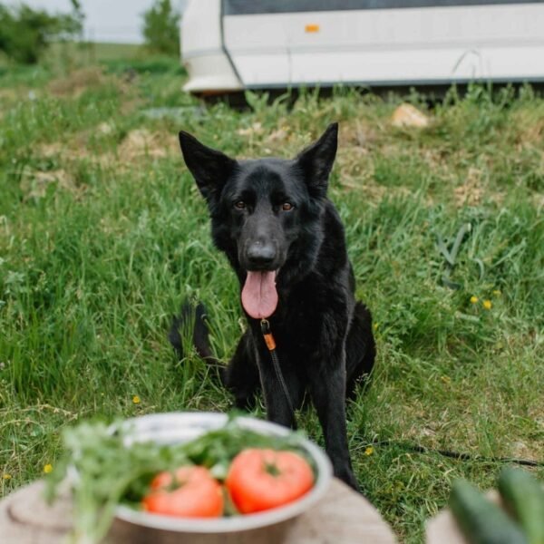 Chiens acceptés au Camping Le Pontet à Saint-Martin-d'Ardèche en Ardèche en Auvergne-Rhône-Alpes