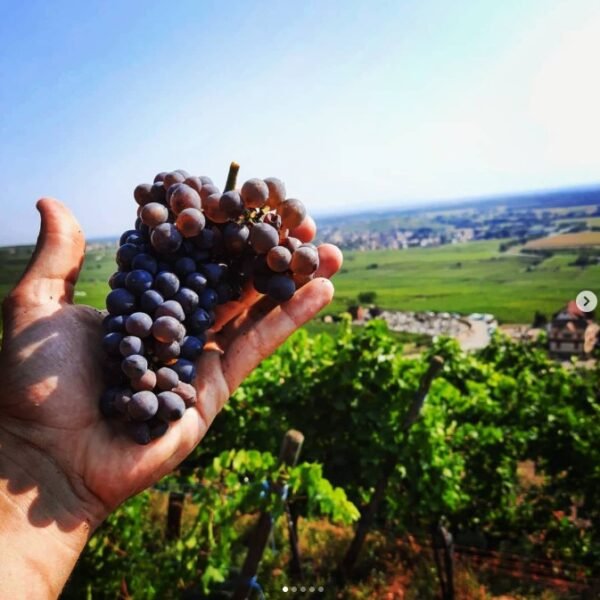 La route des vins d'Alsace proche du Restaurant Au Bois Le Sire en Alsace à Orbey proche de Colmar