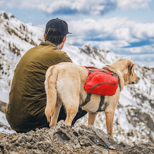 Sac de bât pour chien en montagne - marque Kurgo