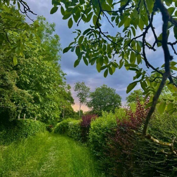 Balade avec chien près du Gîte Ô & Terre près de Fontainebleau avec Spa et jardin clos en Seine et Marne à 1h30 de Paris