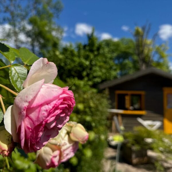 Fleur dans le jardin du Gîte Ô & Terre près de Fontainebleau avec Spa et jardin clos en Seine et Marne à 1h30 de Paris