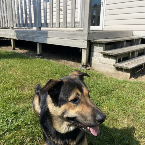 Chiens acceptés au Camping de la Baie à La Trinité-sur-Mer à Morbihan en Bretagne