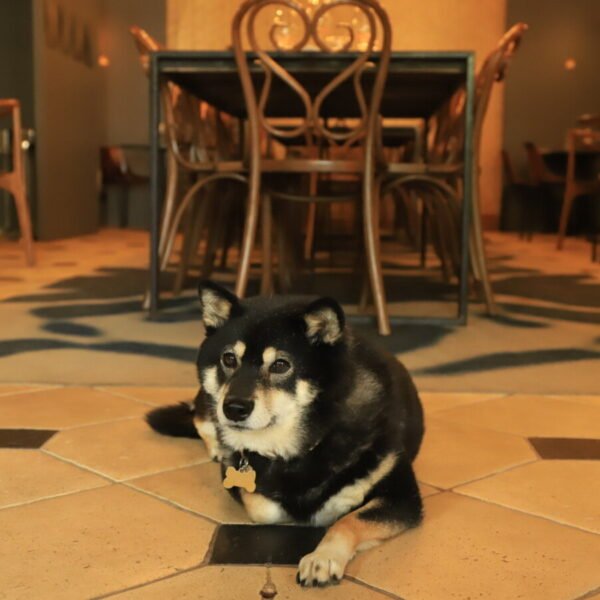 Chiens acceptés au Restaurant Relais de la Loire près de Chambord dans le Val de Loire