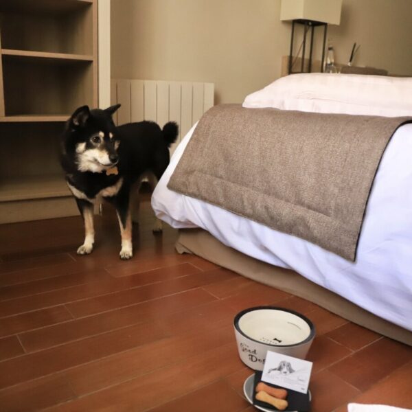 Accueil spécial pour les chiens à l'Hôtel Relais de la Loire près de Chambord dans le Val de Loire